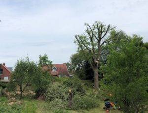 Få fjernet træet med topkapning